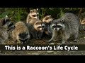 This Is The Life Cycle Of A Raccoon 