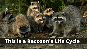 This is the Life Cycle of a Raccoon