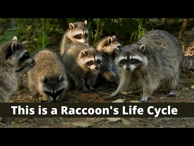 This is the Life Cycle of a Raccoon class=