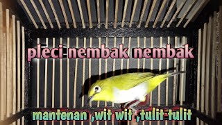 masteran pleci nembak mantenan tulit tulit wit wit || suara jernih @dkurniawar9548