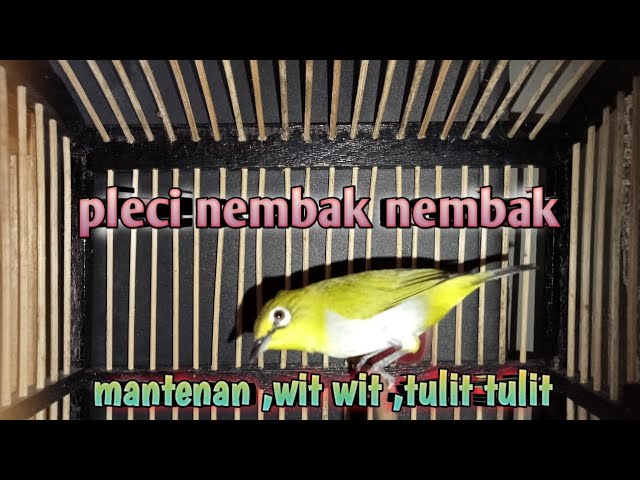 masteran pleci nembak mantenan tulit tulit wit wit || suara jernih @dkurniawar9548 class=