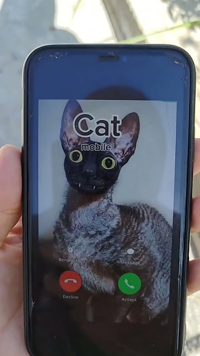 #ringtone #nadaderingtelepon #smartphone #ringtones #music #bgm #cat #calltone #funny #catcalling