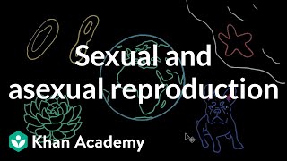 Sexual and asexual reproduction | Middle school biology | Khan Academy