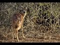 Sharpe's Grysbok or Northern Grysbok Raphicerus sharpei