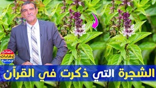 شجيرة تطيب وتطهر جسمك من الداخل و الخارج و يُنتفع بها الاحياء والاموات  مع الدكتور محمد الفايد