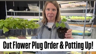 Cut Flower Plug Order Potting Up