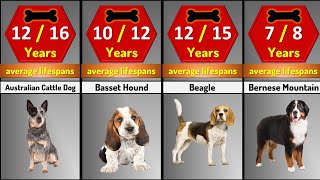 How long do dogs live?