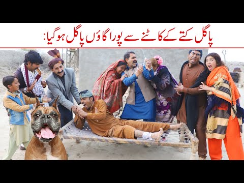 Pagal kuta//Ramzi Sughri