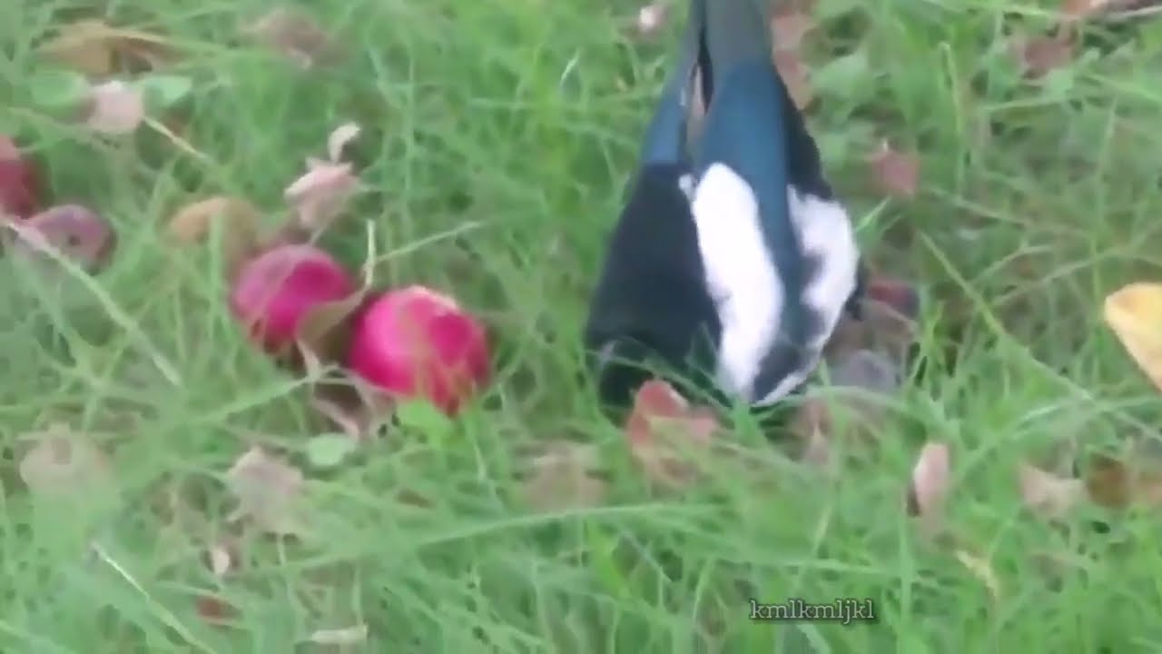 magpie drunk on apples