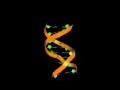 Doublestranded dna 10 bp  3 dimensional structure