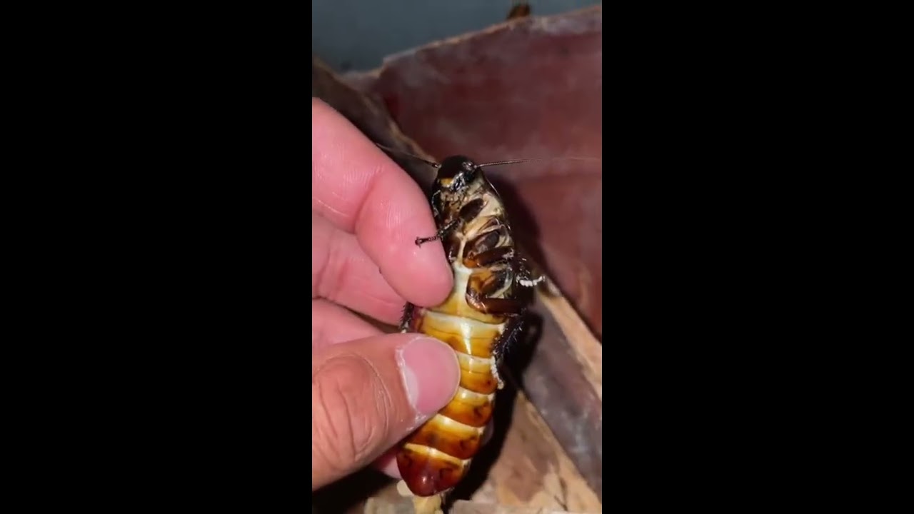 This Was INSIDE MY PET 