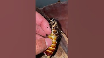 This was INSIDE MY PET!!! 🤢🤮