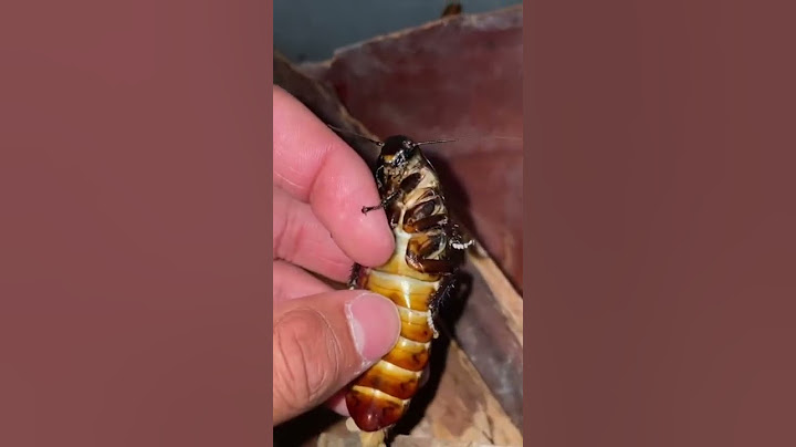 This was INSIDE MY PET!!! 🤢🤮