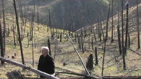 Music Video--Dead Trees Standing, James Morris Pearson