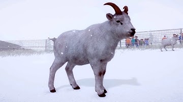 Planet Zoo - Dall Sheep Gameplay (PC HD) [1080p60FPS]