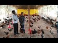Nati koli farming in Kannada nati koli sakanike in Kannada Ravindra animal channel