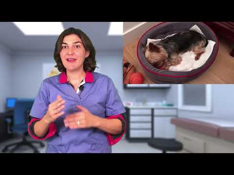 Vidéo: Peut-on congeler de la nourriture pour chien dans un kong ?