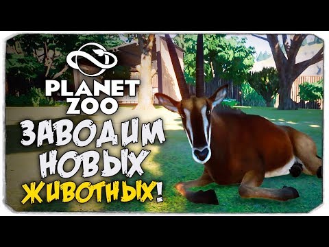 Видео: НОВЫЕ ЖИВОТНЫЕ В МОЕМ ЗООПАРКЕ! - PLANET ZOO