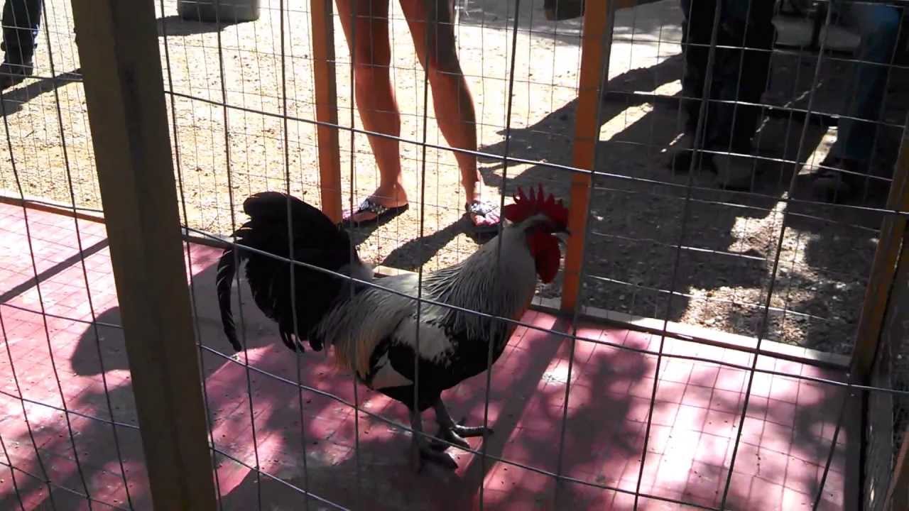 Chicken Poop Bingo YouTube