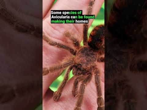 Video: Spider tarantula. uzuri wa kigeni