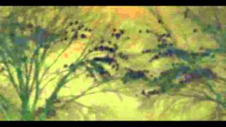 Crows in the wind