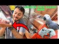 African grey parrot k bache nikal gae