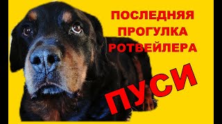 ПОСЛЕДНИЙ ДЕНЬ РОТВЕЙЛЕРА ПУСИ.