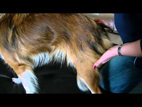 Video: Veterinærakupunktur - Akupunktur Til Hunde, Katte - Hvad Er Akupunktur