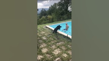 When a Wild Boar Decides to Go Swimming — And Refuses to Leave! 🐗😂 #ihirisniper