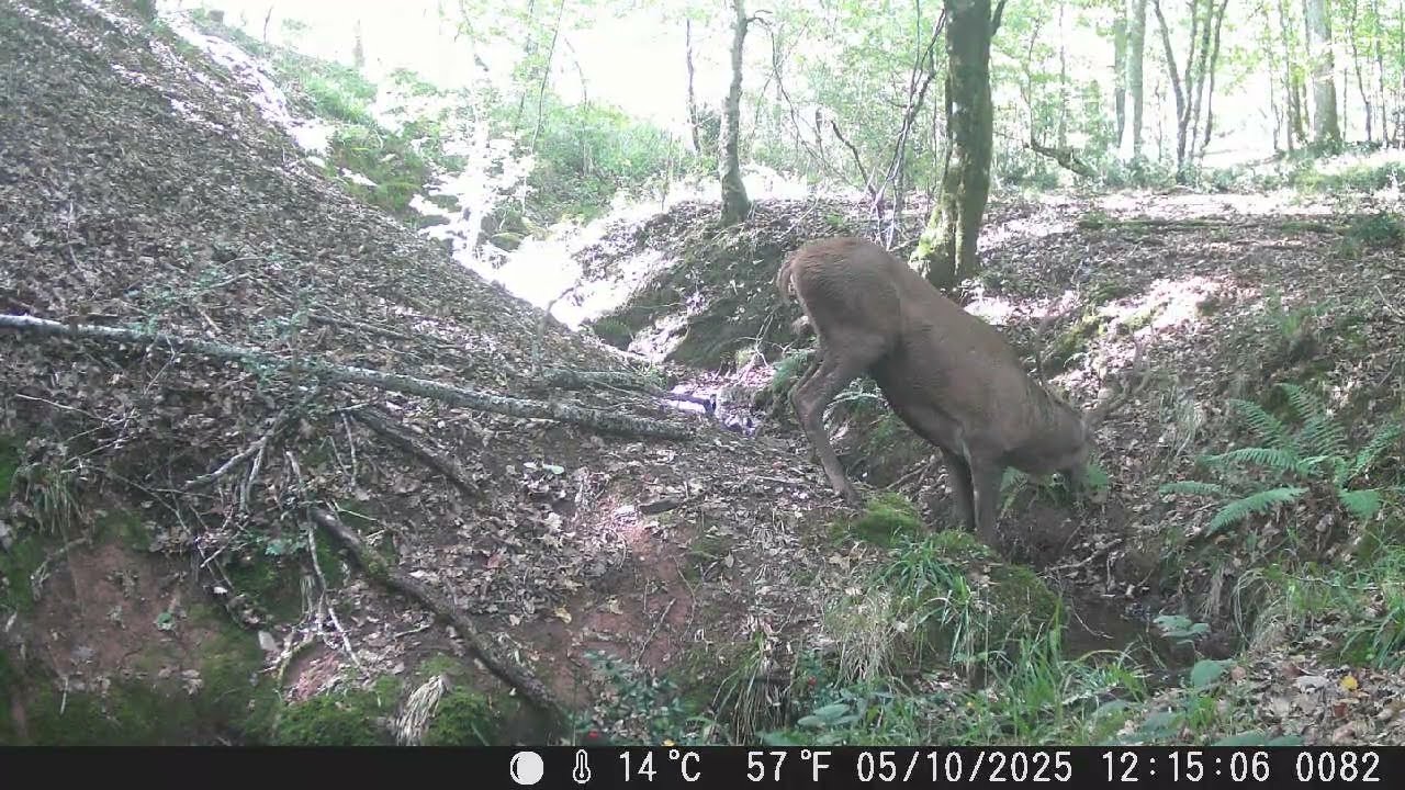 18 octobre 2025: Cerfs, martre, genette et renard en forêt | 13 min d’observation faune sauvage