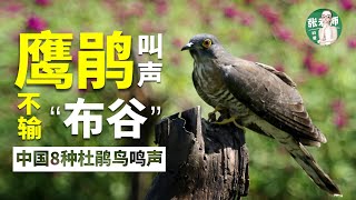 8種杜鵑鳥叫聲 | 8 kinds of cuckoo bird calls