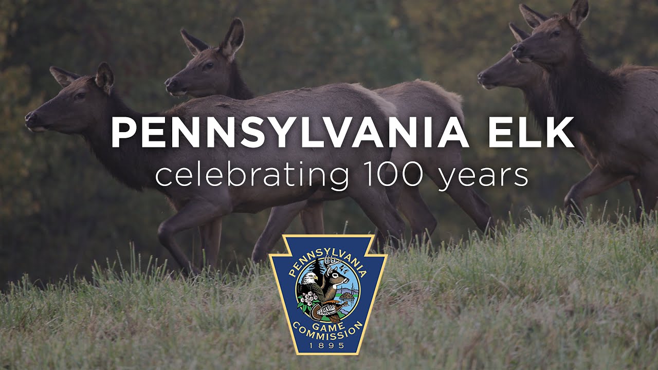 Pennsylvania Elk: Celebrating 100 Years - Short Version