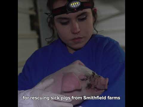 Investigation Finds Coronavirus in California Pig Farm