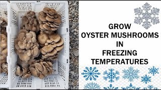 Learn How We Successfully Grow Oyster Mushrooms In Freezing Temperatures