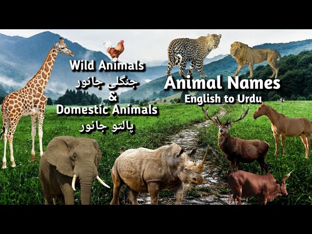 Wild Animals Meaning In Urdu, جنگلی جانوروں