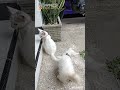 Main Bareng ber-3 #oldies #cat #shortvideo #kucing #prettycat #kitten