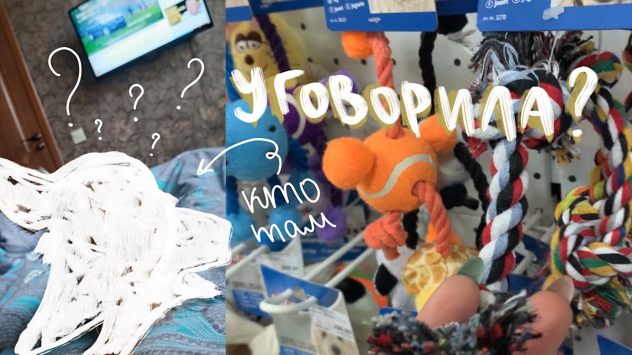 ИСПОЛНИЛА МЕЧТУ | ШОК | кто у нас?