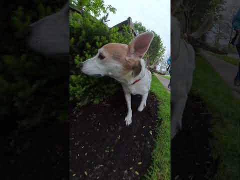Beans enjoys his walks. #insta #insta360 #insta360x5