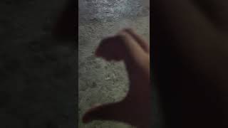tyji