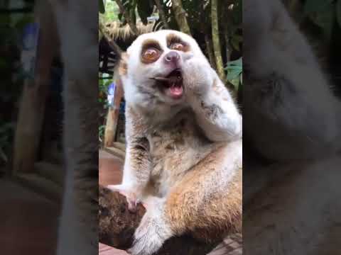 Give it to me. Сюда иди. 😍💥👀😳🥰🪳 #funny #wilfnaturetv250 #wow #wildlife #приколы #feeder