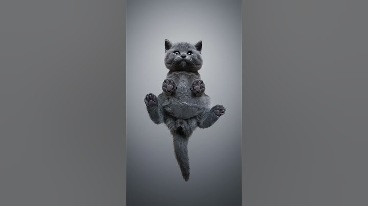 Not unholy but cute 😻 #furryfritz #catographer #kittens #catphotography #cats #britishshorthair