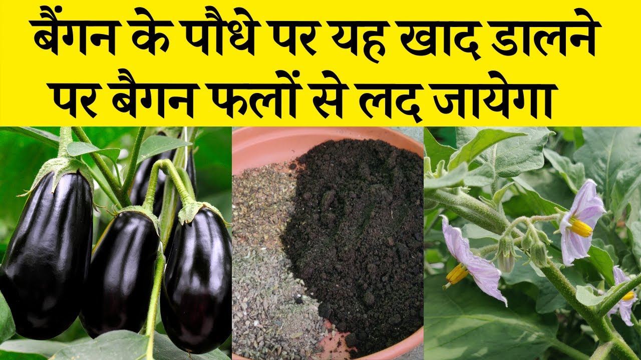 बैंगन के पौधे पर एक बार डाल दो यह खाद फिर बैंगन ही बैंगन आयेगें। Best