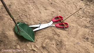 13 Diy Easy Bird Trap Using Cutter How To Make A Easy Bird Trap Part 2