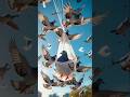 The Clever Pigeon 🕊️ | Teamwork Moral Story for all  | #Shorts#youtubeshorts  #trending #viralvideo