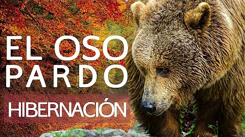 ¿Qué olores atraen a los osos pardos?