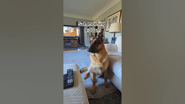 Pal was done like dinner!!!#mikelalicich #mybestfriend #ballislife #germanshepherd #liveyourbestlife