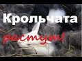 Крольчата растут/Кроль на воле/Жить в деревне.