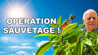 Canicule Ne Laissez Pas Mourir Vos Plantes Gestes Qui Sauvent