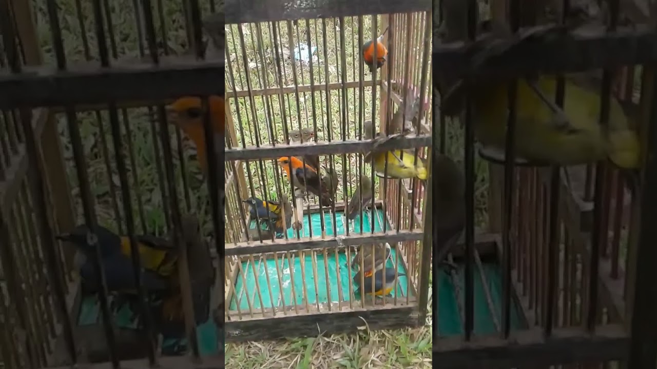 Burung kecil hasil jebakan pulut getah karet 