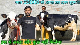आज का दाम 23000 से शुरू!! 40 लीटर तक दूध वाली 8 गाय बिकाऊ। 8 cows available for sale. Low Prices